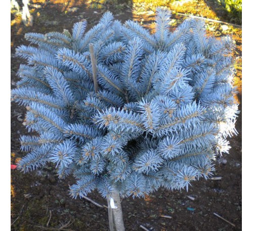 Ель колючая Глаука Глобоза (Glauca Globosa) С5 на штамбе, РА 90-95 см